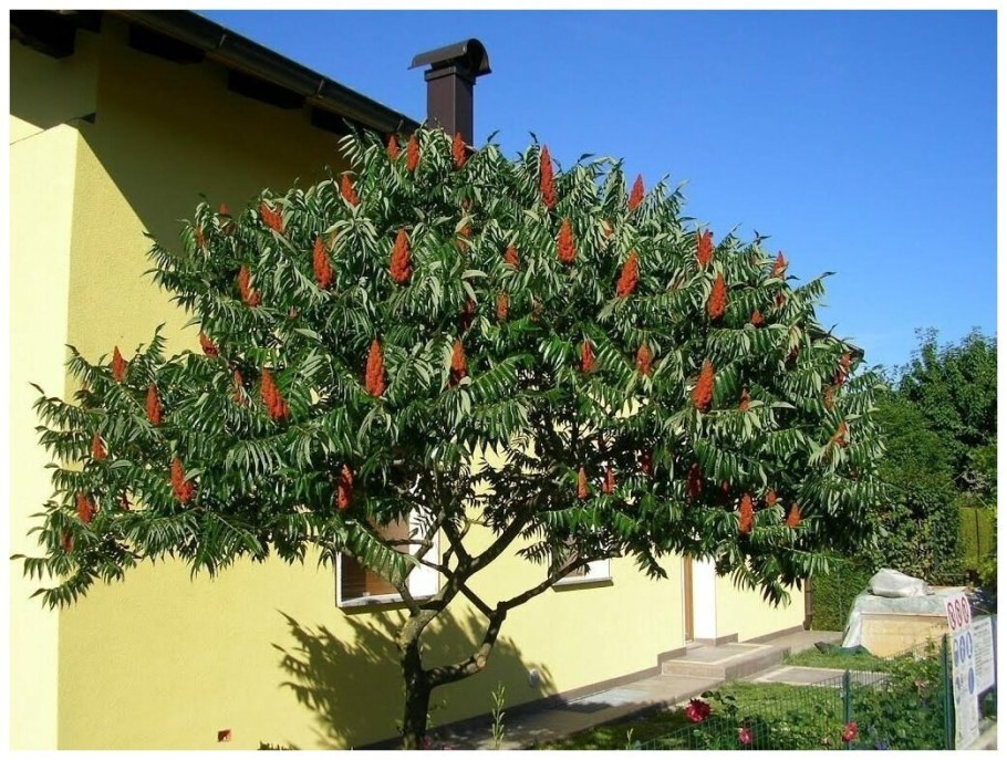 Сумах Rhus typhina
