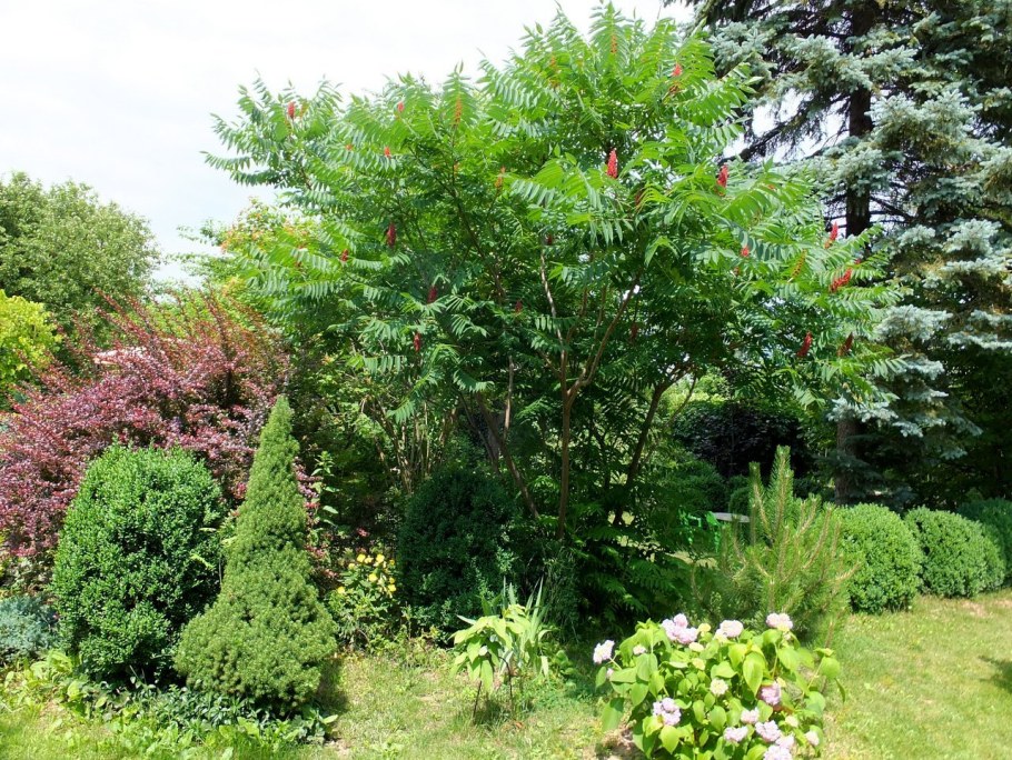 Сумах дерево оленерогий в ландшафте