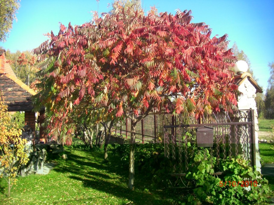 Сумах пушистый оленерогий