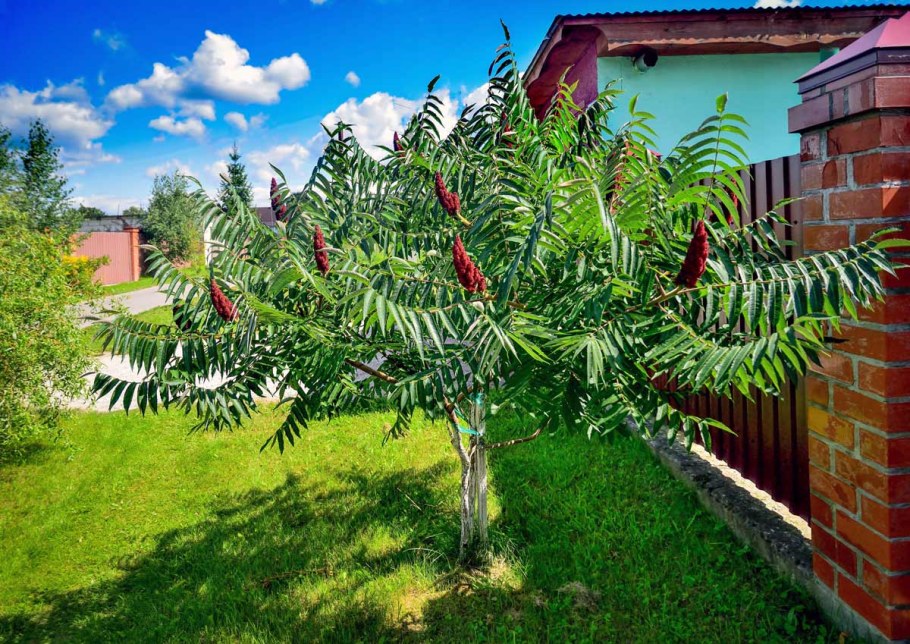 Сумах оленерогий Rhus typhina