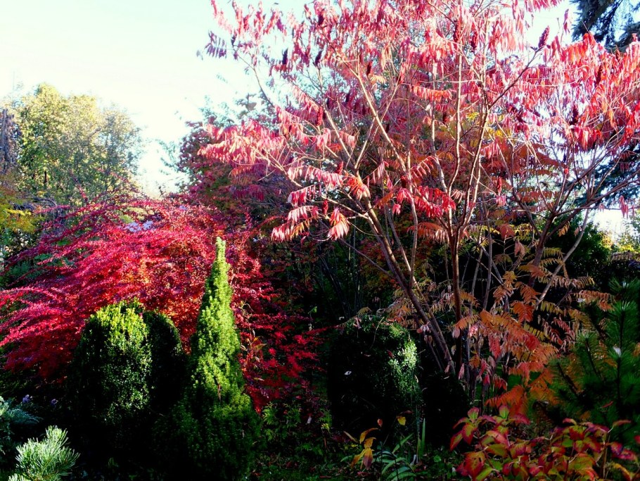 Сумах дерево оленерогий в ландшафте