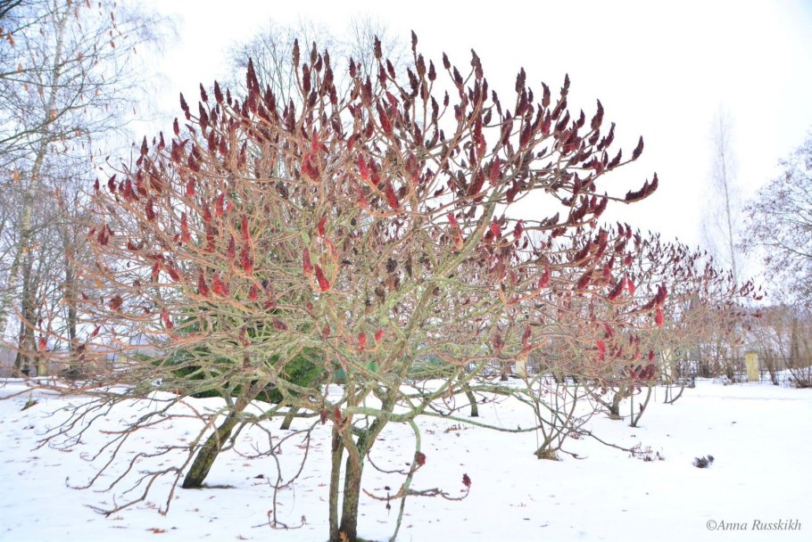 Сумах оленерогий уксусное дерево