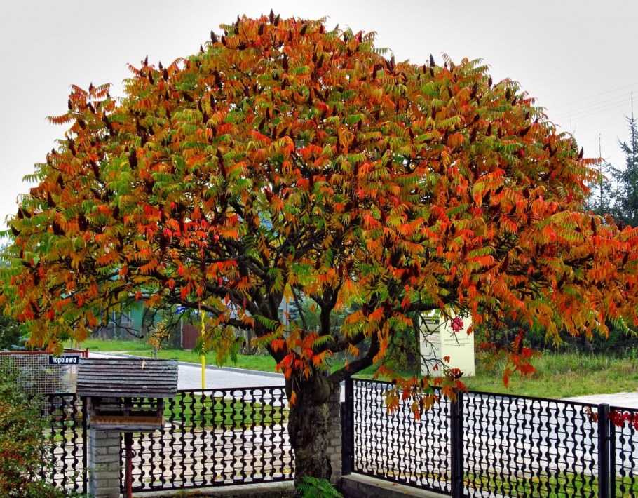 Сумах оленерогий Rhus typhina