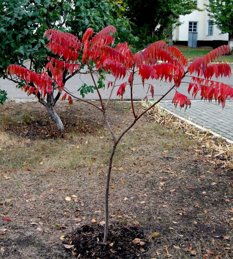 Сумах Rhus typhina