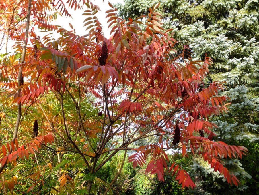 Сумах оленерогий Rhus typhina