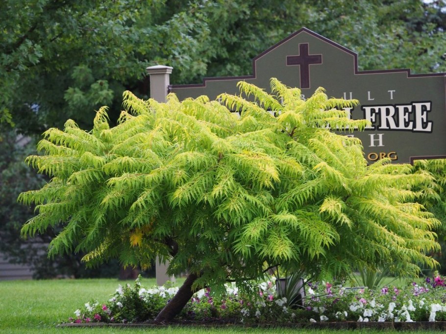 Сумах оленерогий