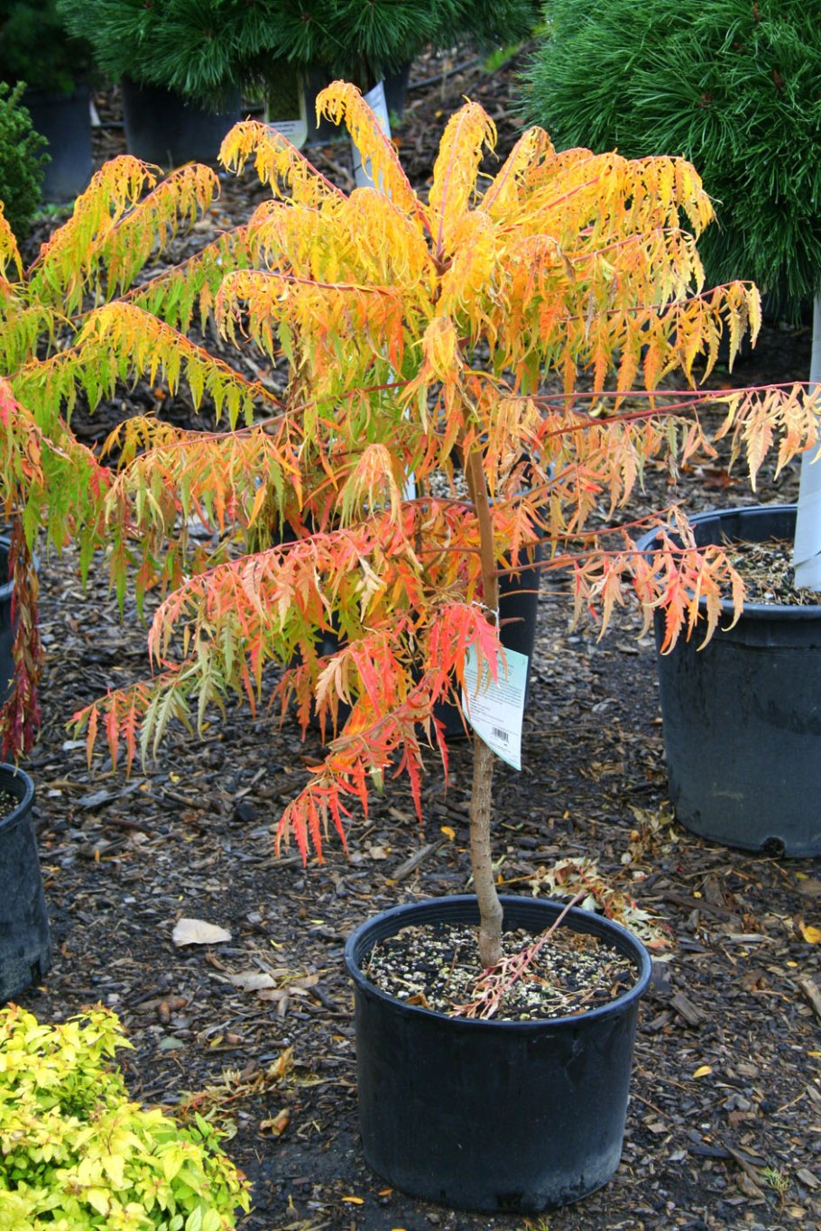 Сумах пушистый Тайгер айс