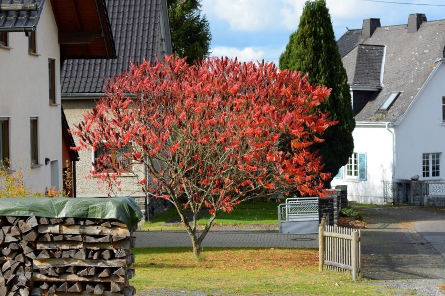 Сумах оленерогий уксусное дерево