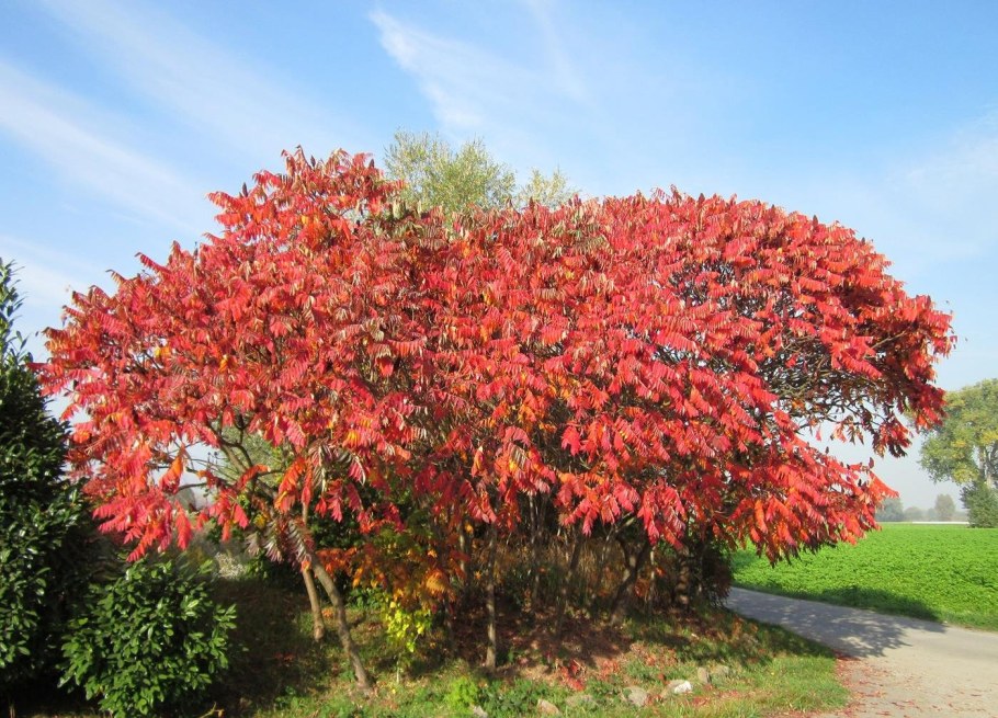 Сумах пушистый оленерогий уксусное дерево
