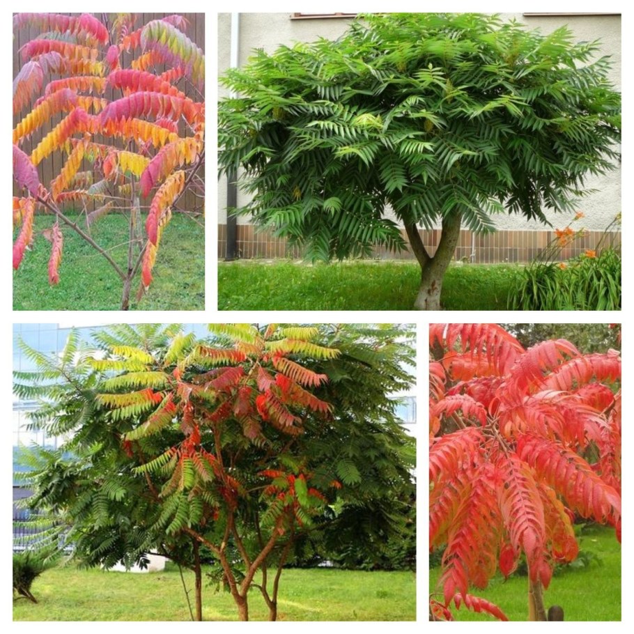 Сумах пушистый оленерогий уксусное дерево