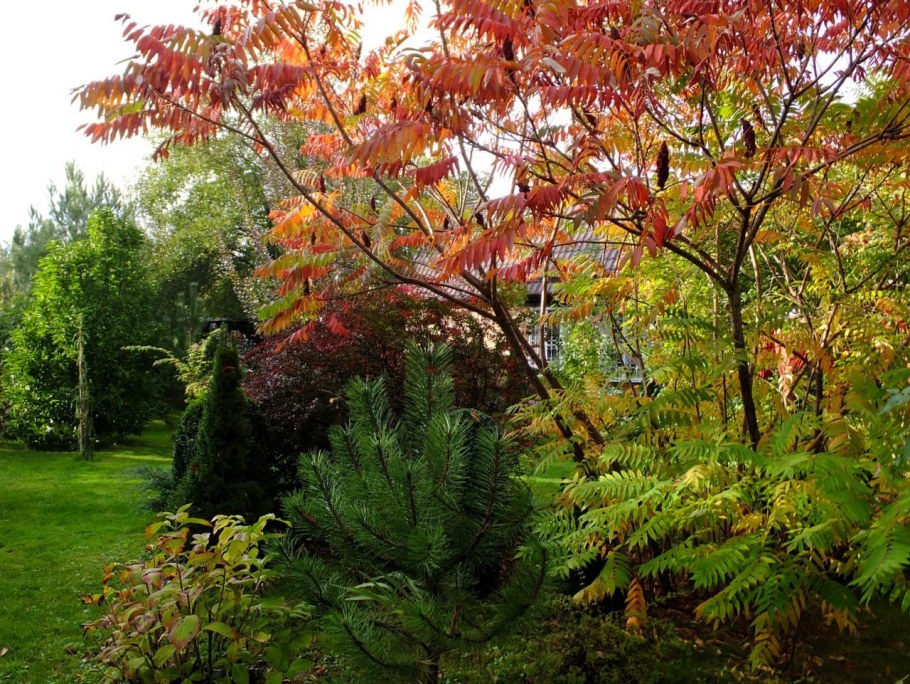 Сумах пушистый оленерогий уксусное дерево