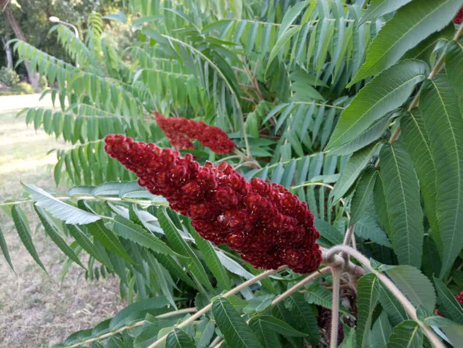 Сумах пушистый оленерогий уксусное дерево