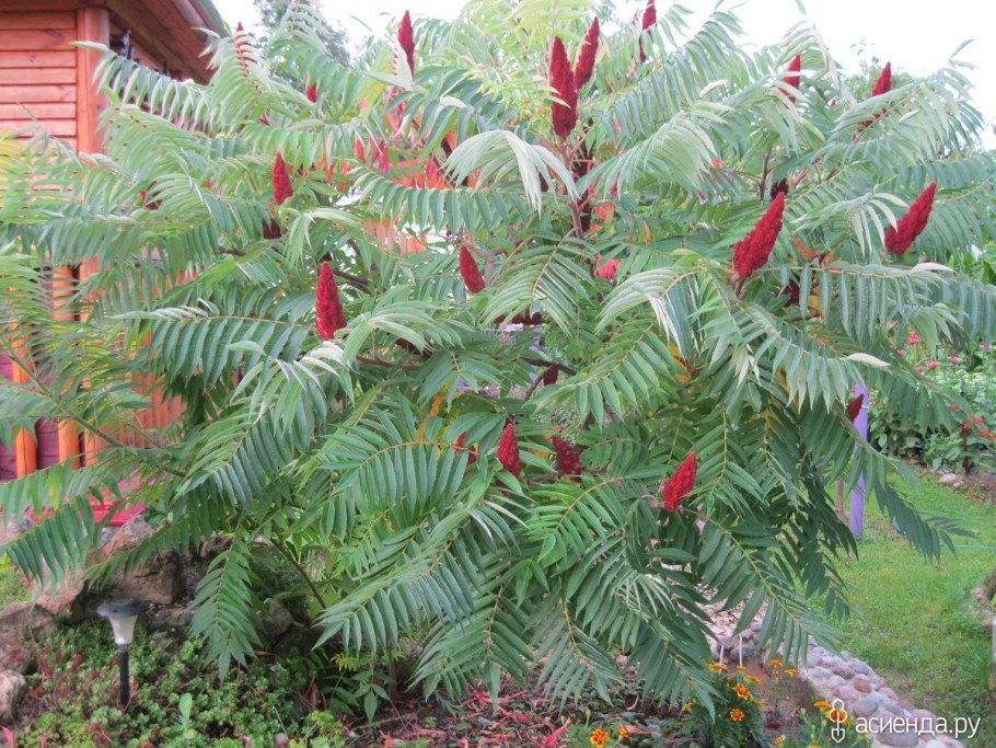 Пальма Сумах оленерогий