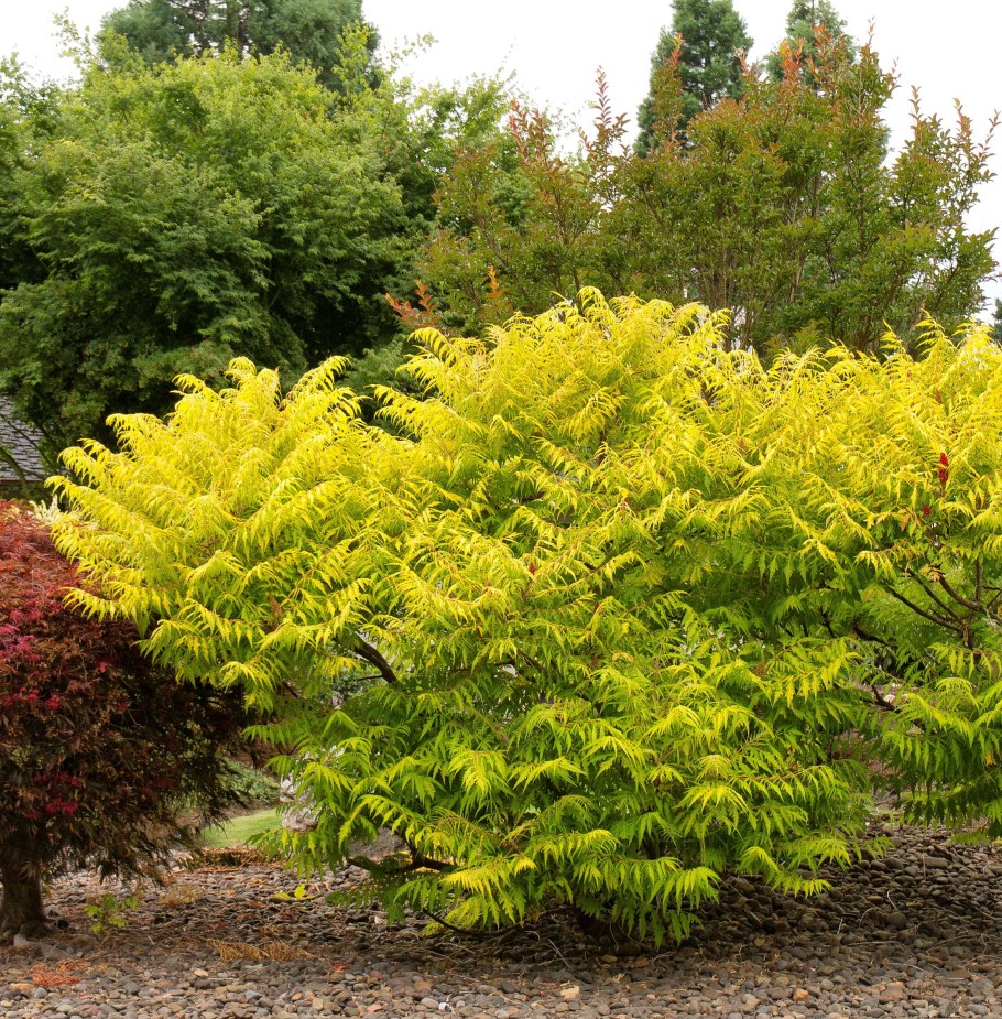 Сумах оленерогий Tiger Eyes