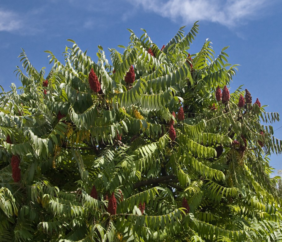 Сумах оленерогий
