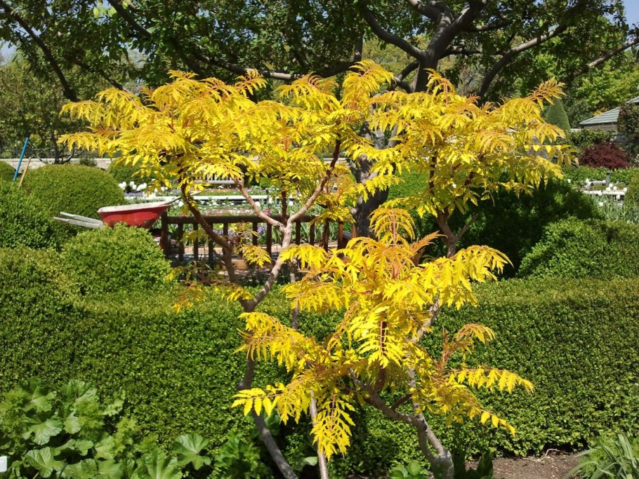 Сумах оленерогий Rhus typhina