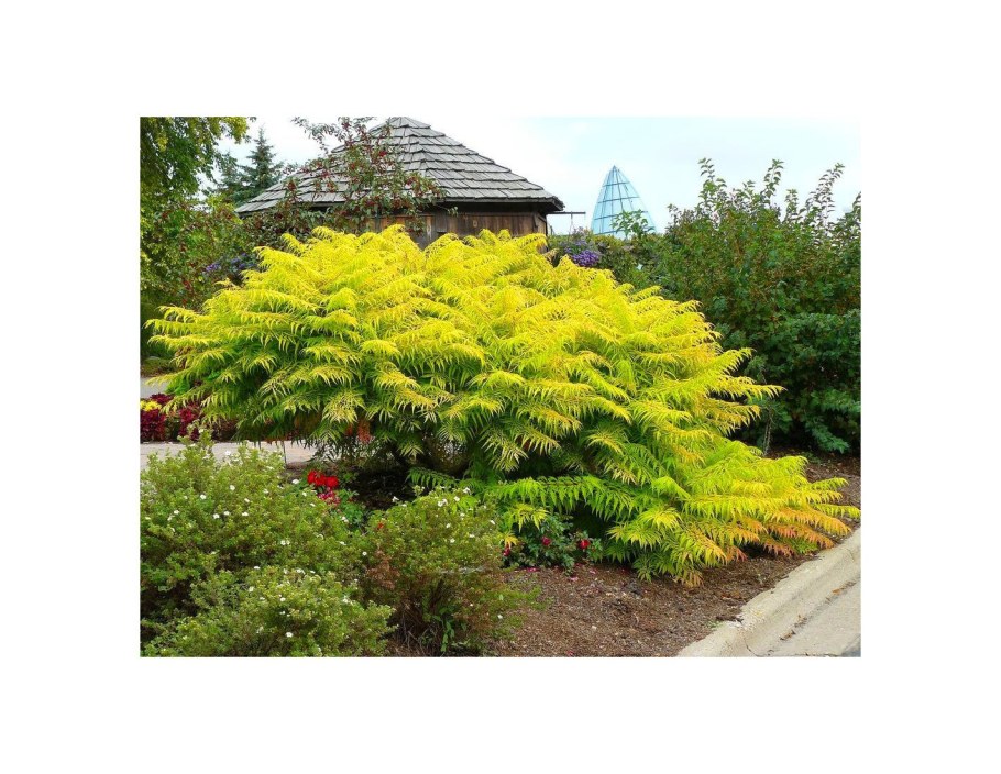 Сумах уксусный Тайгер айс