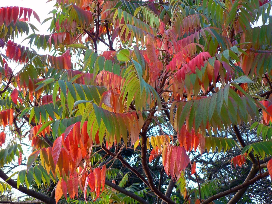 Сумах оленерогий Rhus typhina