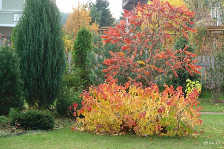 Сумах дерево