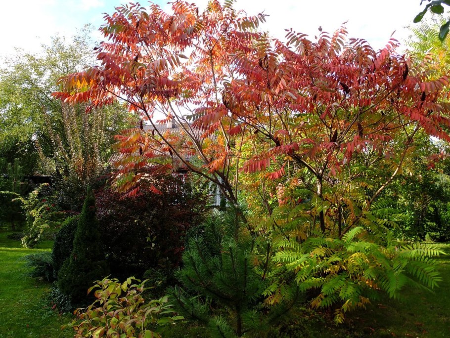 Дерево Сумах оленерогий