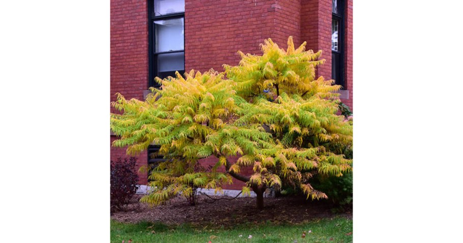 Сумах оленерогий Тигер айз