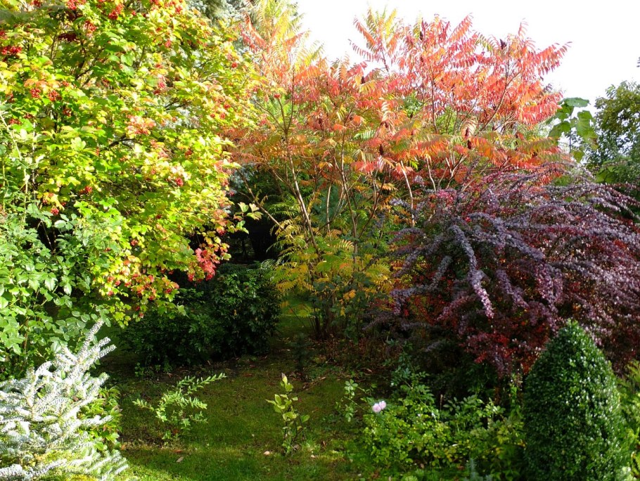 Клен Гиннала в ландшафтном дизайне