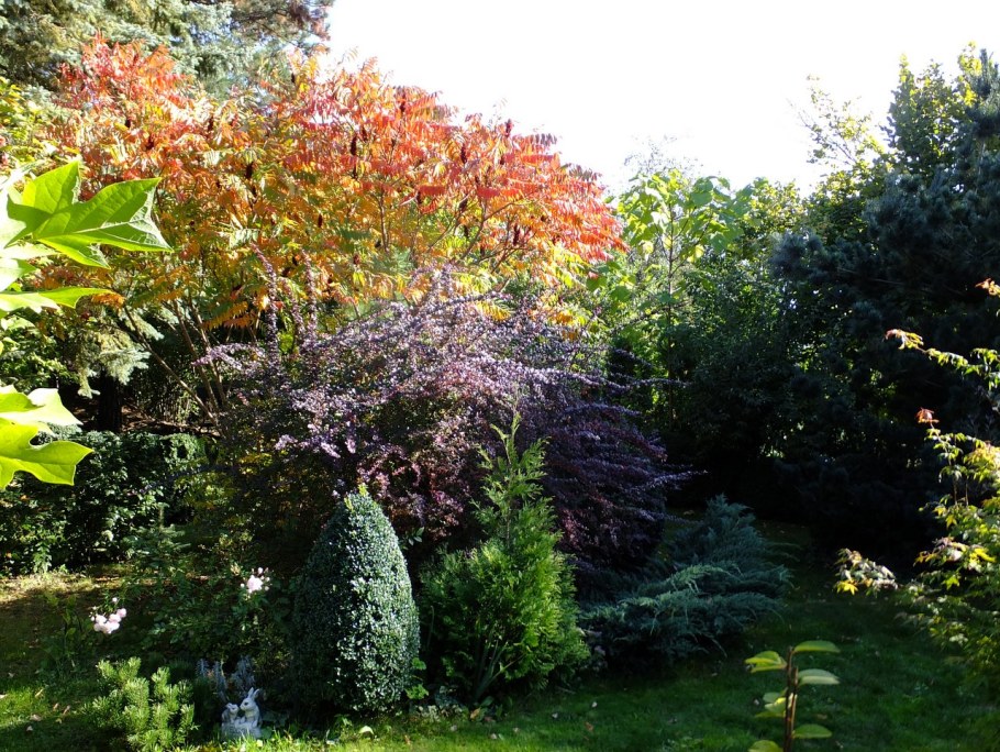 Сумах дерево оленерогий в ландшафте