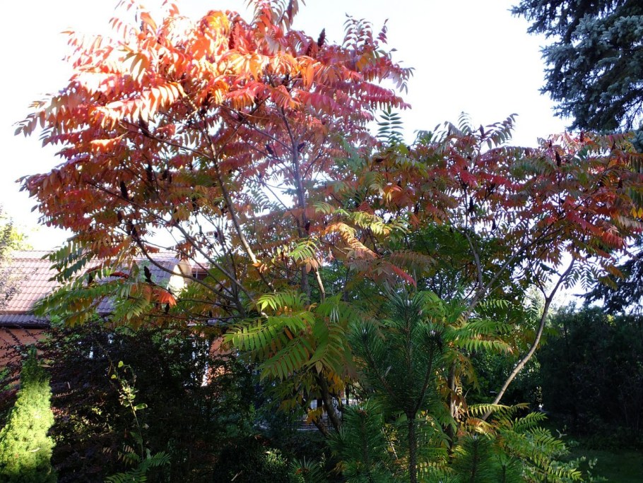 Сумах оленерогий осень