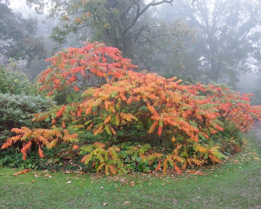 Сумах Rhus typhina