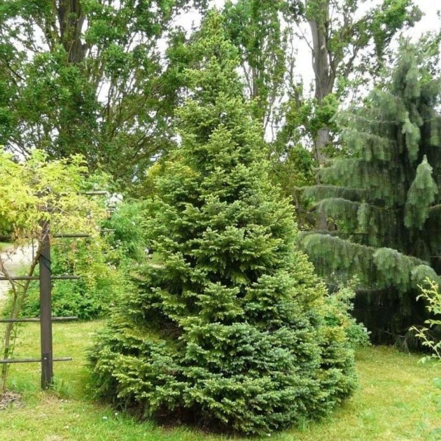 Ель Сербская Оморика Нана