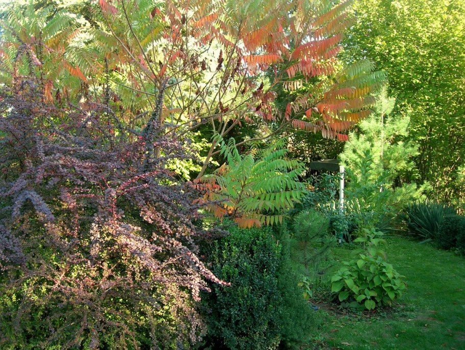 Сумах это Барбарис