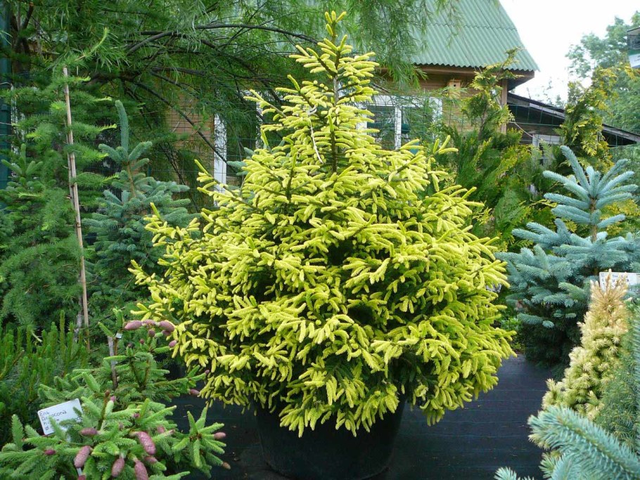 Ель Восточная Ауреоспиката