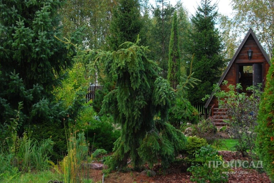 Ель Инверса Пендула