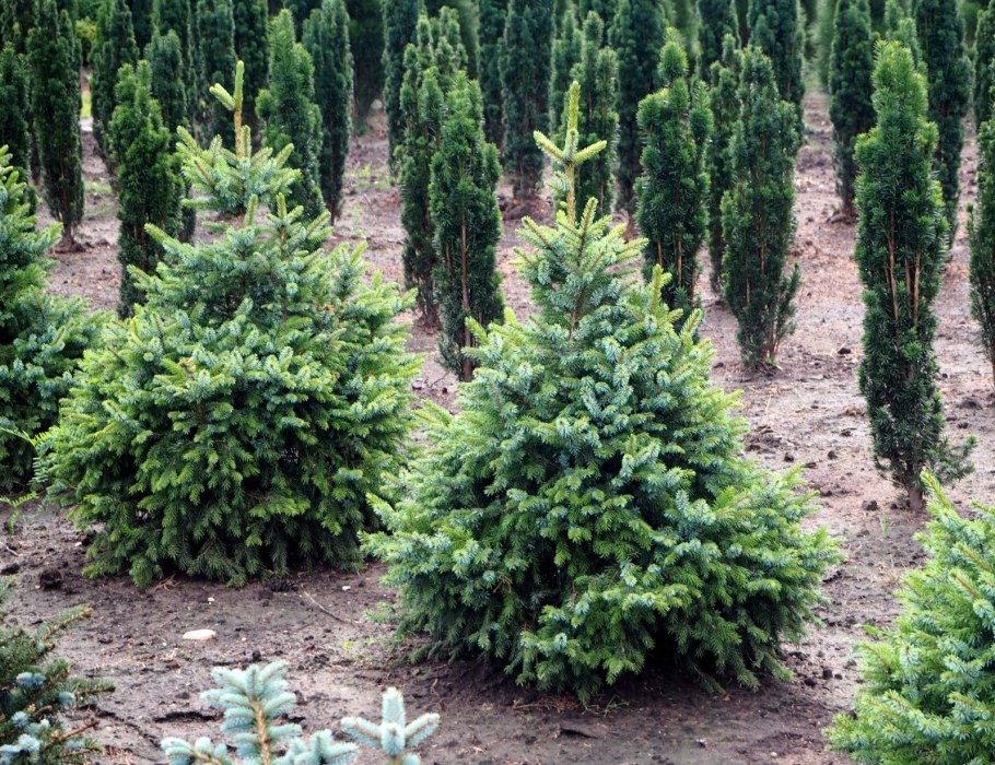 Ель Сербская Picea omorika