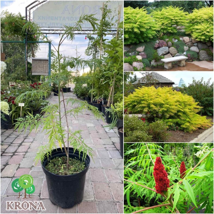 Сумах оленерогий Диссекта USDA