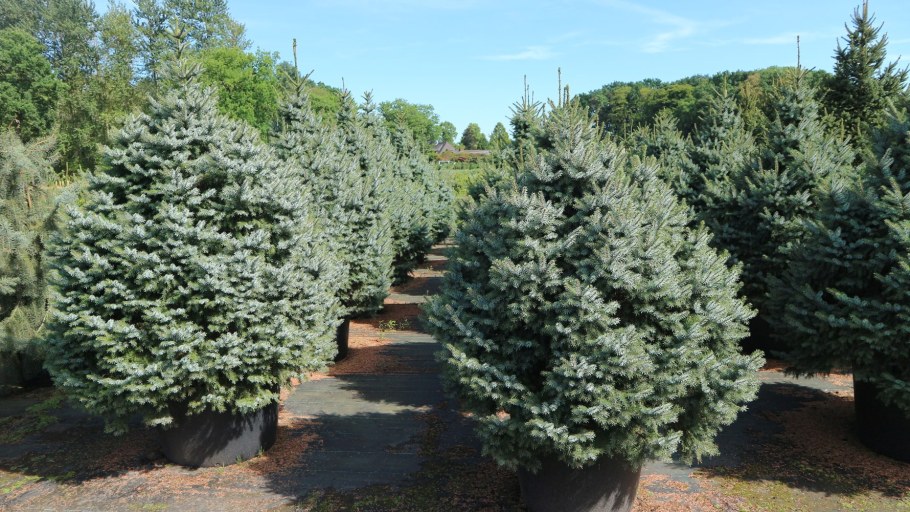 Ель Сербская Нана (Nana)