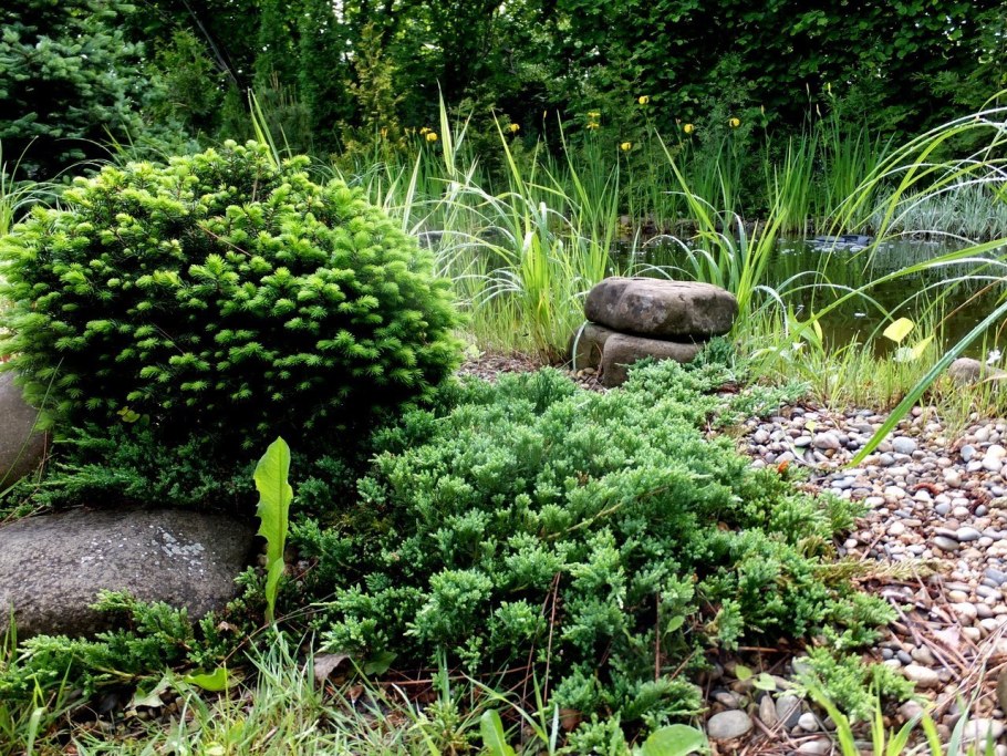 Ель Сербская Карел