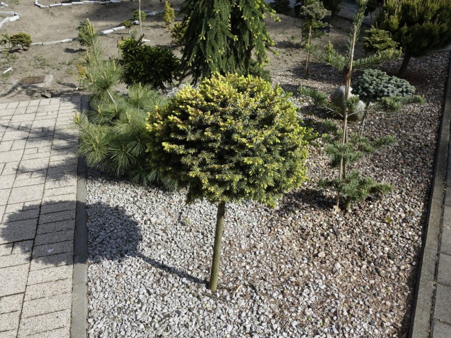 Ель Сербская певе Тиджен