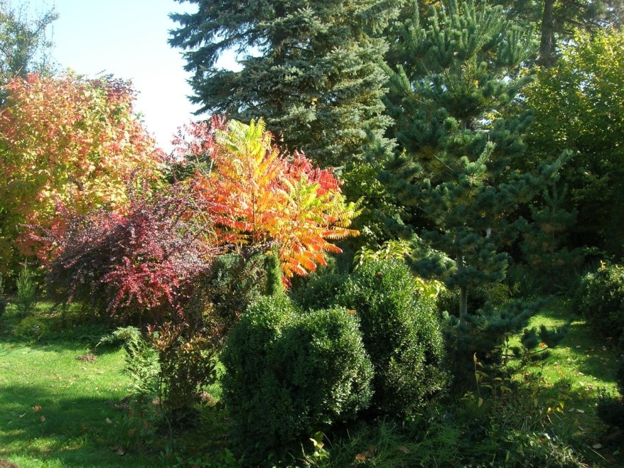 Сумах оленерогий