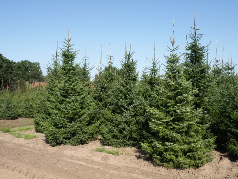 Ель Оморика Линда