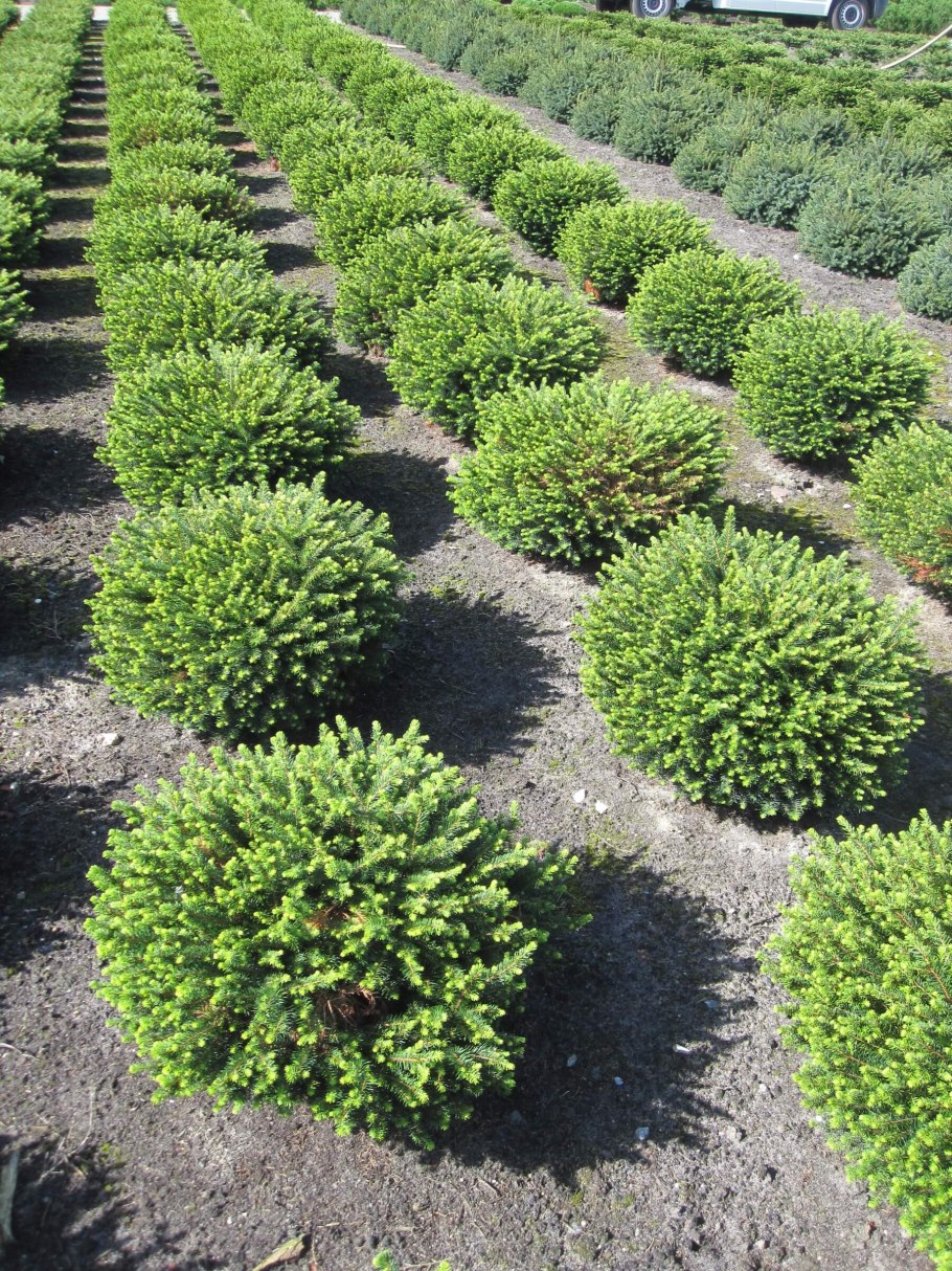 Ель Сербская Karel