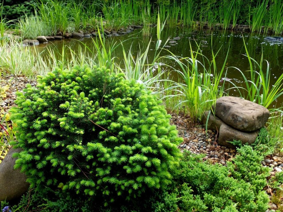 Карликовая ель Карел