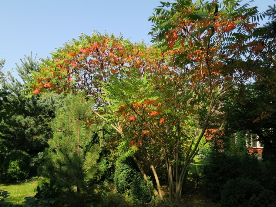 Сумах оленерогий уксусное дерево