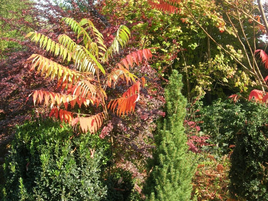 Сумах оленерогий в ландшафтном