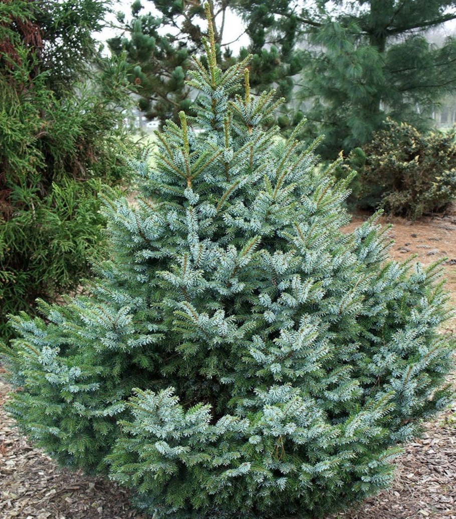 Ель Виллс цверг