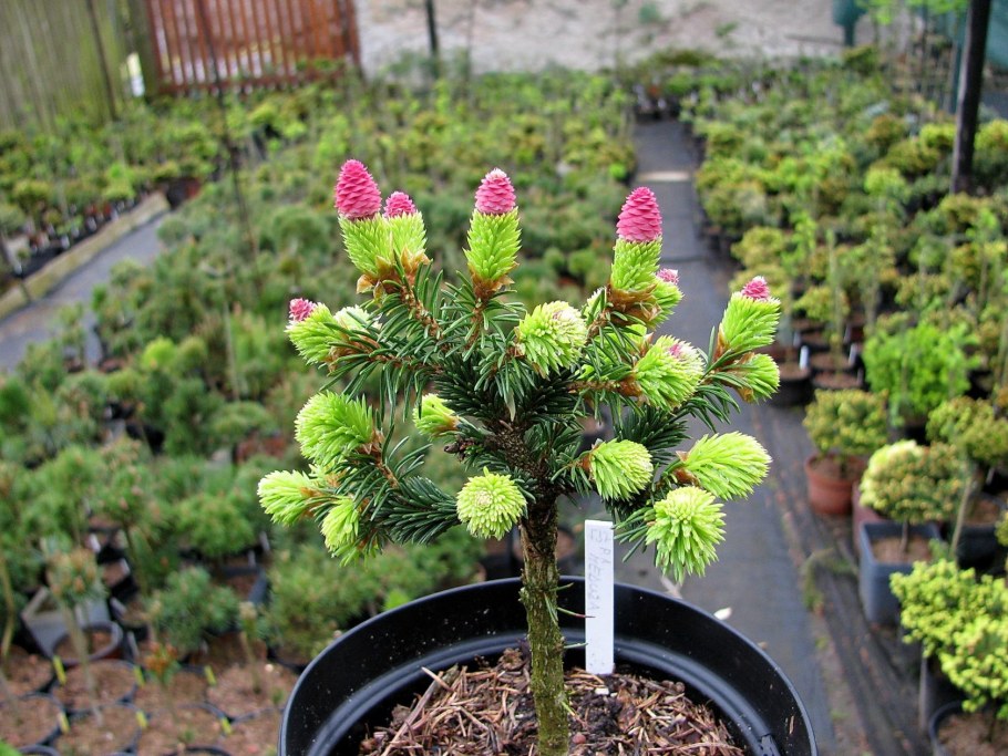 Picea Abies Medusa