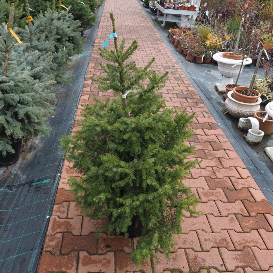 Ель Сербская Оморика