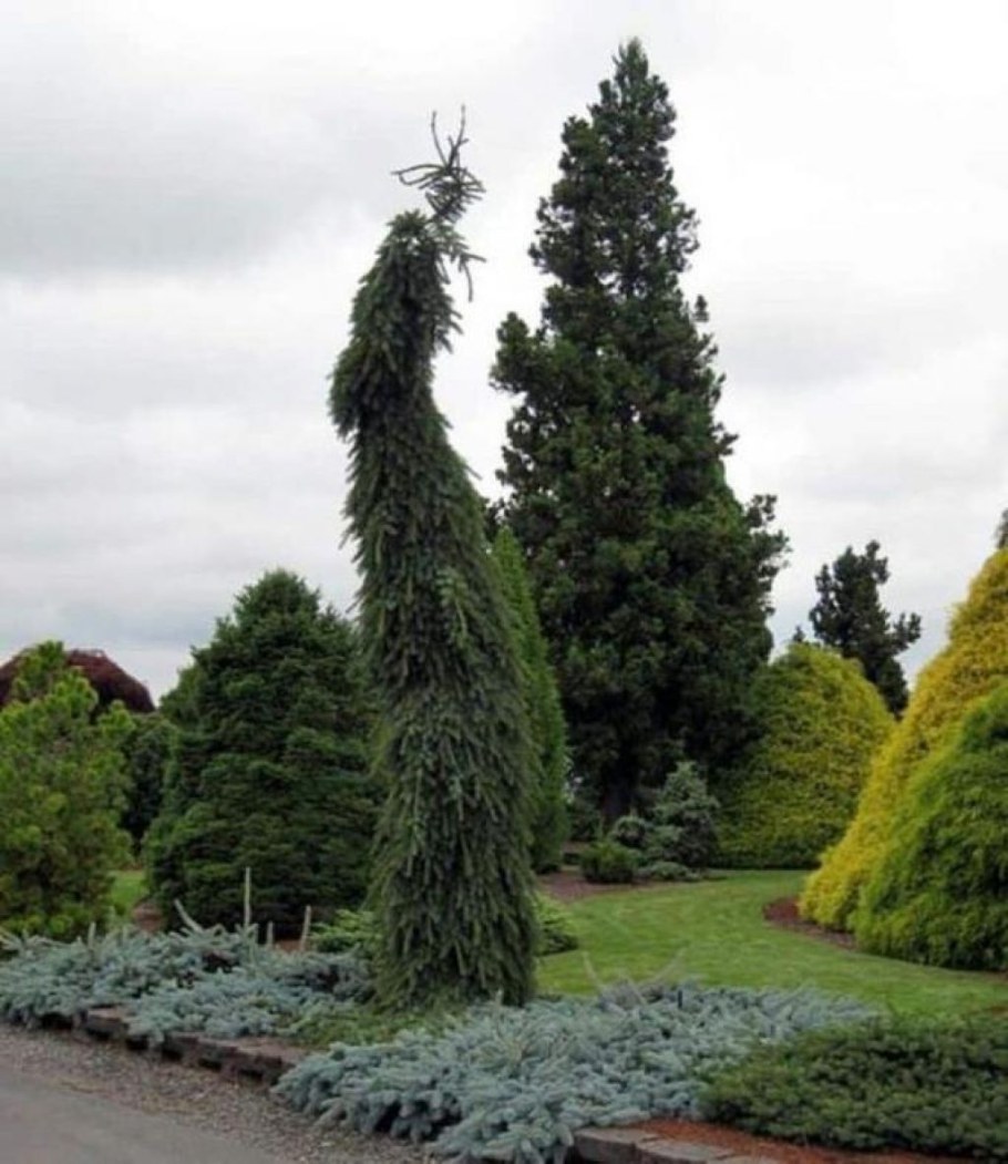 Ель Сербская Оморика Пендула