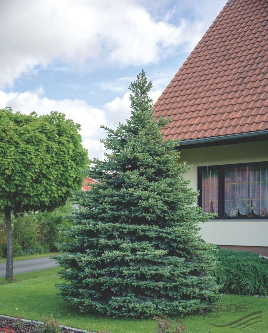 Пихта Фразера бальзамическая