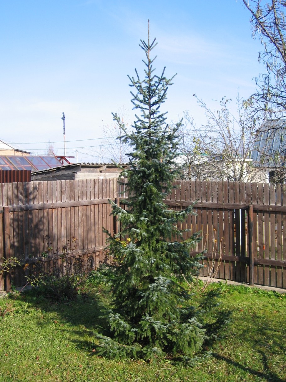 Ель Сербская Оморика Александра